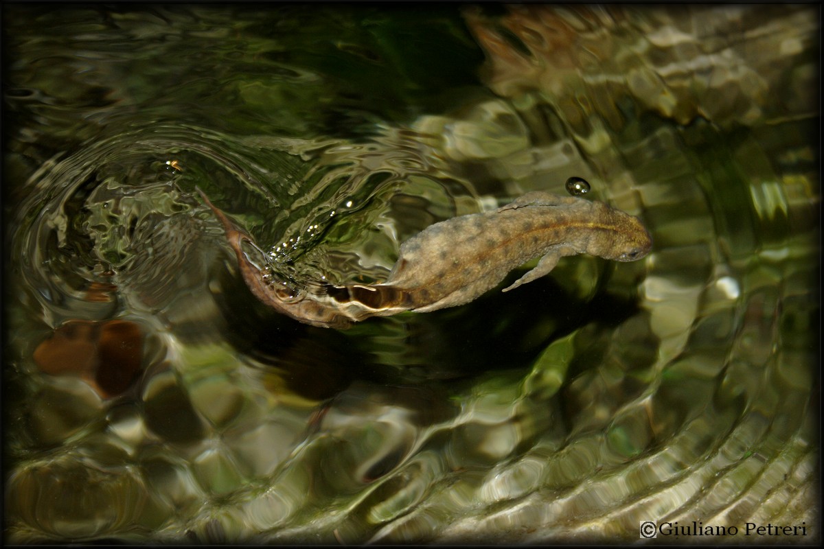 tritone foto molto.....dinamica